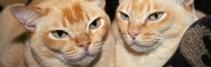 27d-red-burmese-cat