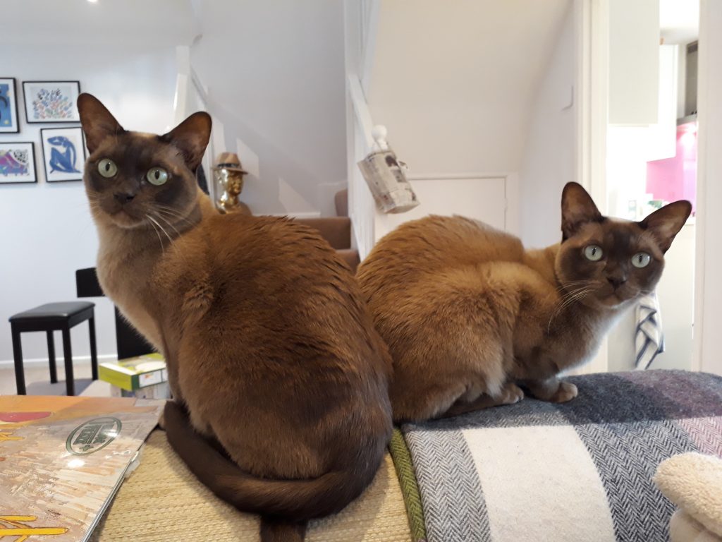 Burmese Cat Adoption Fees - Burmese Cat Club