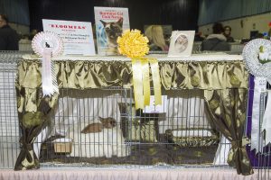 Burmese Cat Club show 2018