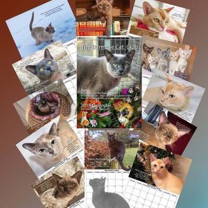 The Burmese Cat Club Calendar 2019
