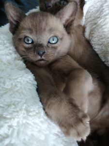 Burmese Kittens for Sale - The Burmese Cat Club