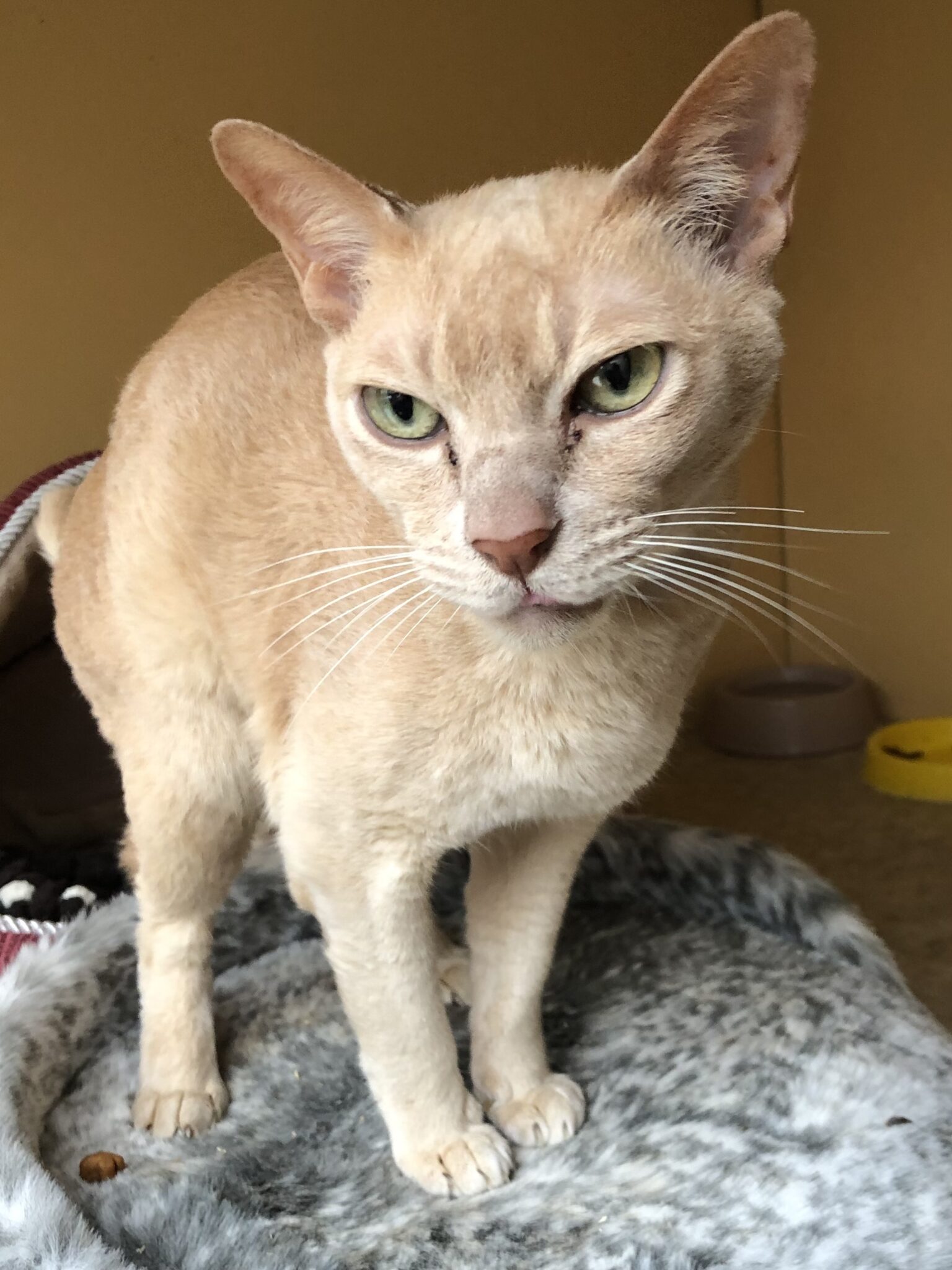 Rescue & Rehoming Burmese Cat Club