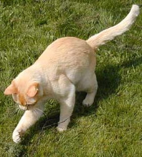 red-blonde-cat - Burmese Cat