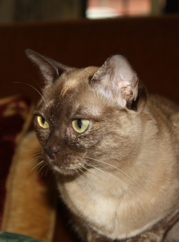 Nutmeg Burmese Cat Burmese Cat Club