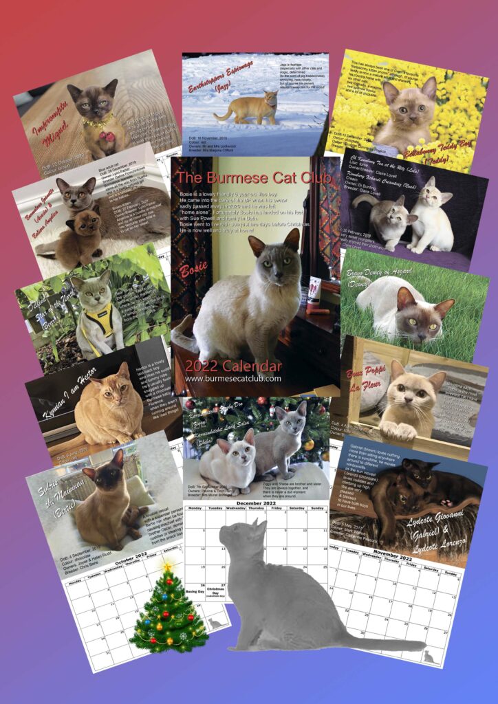 2022 Burmese Cat Club Calendar - Burmese Cat Club