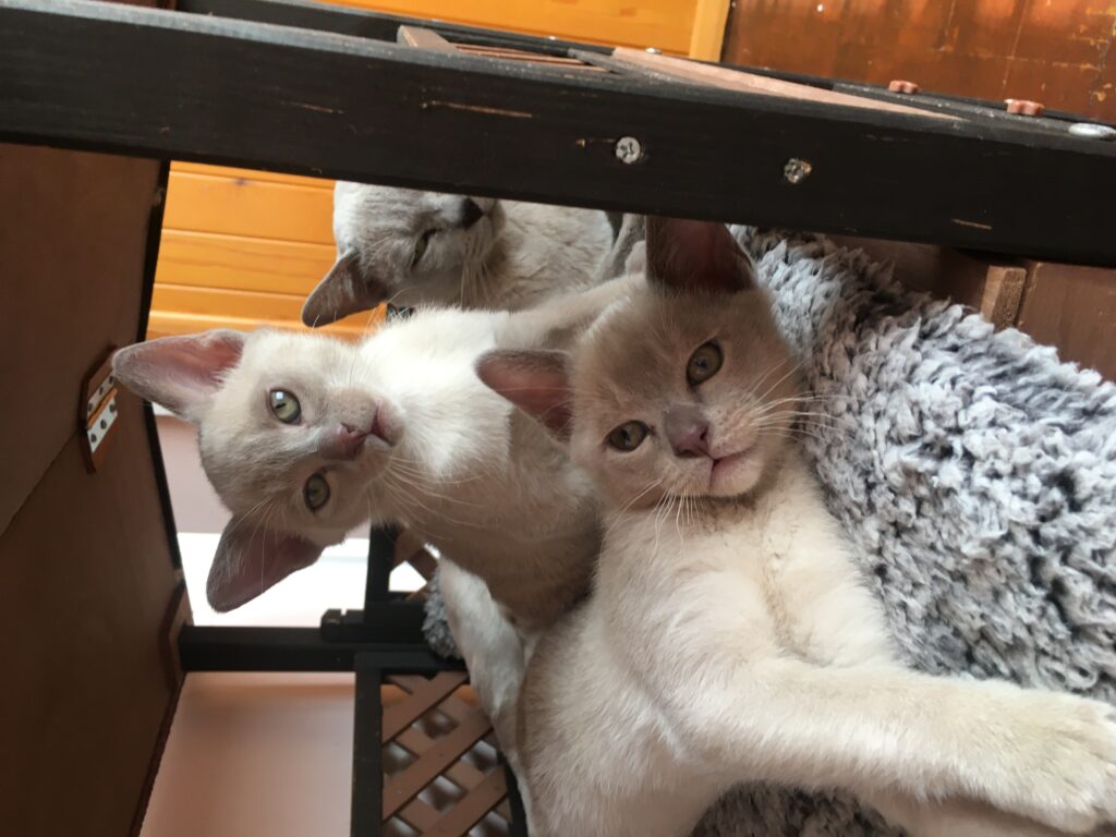 Burmese Cat Club Calendar 2024
