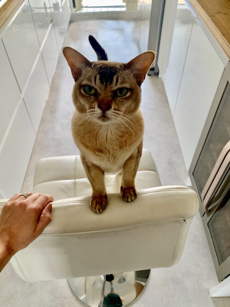 Rescue & Rehoming Burmese Cat Club