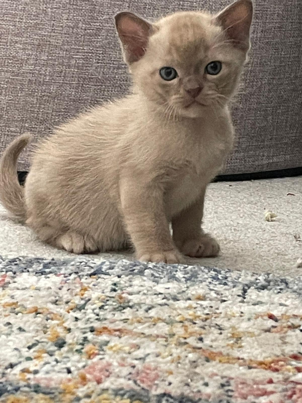 image0-burmese-cat-club