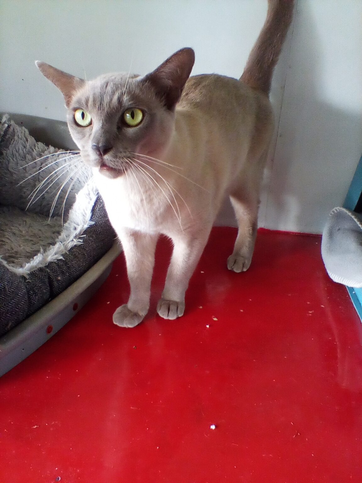 Rescue & Rehoming Burmese Cat Club