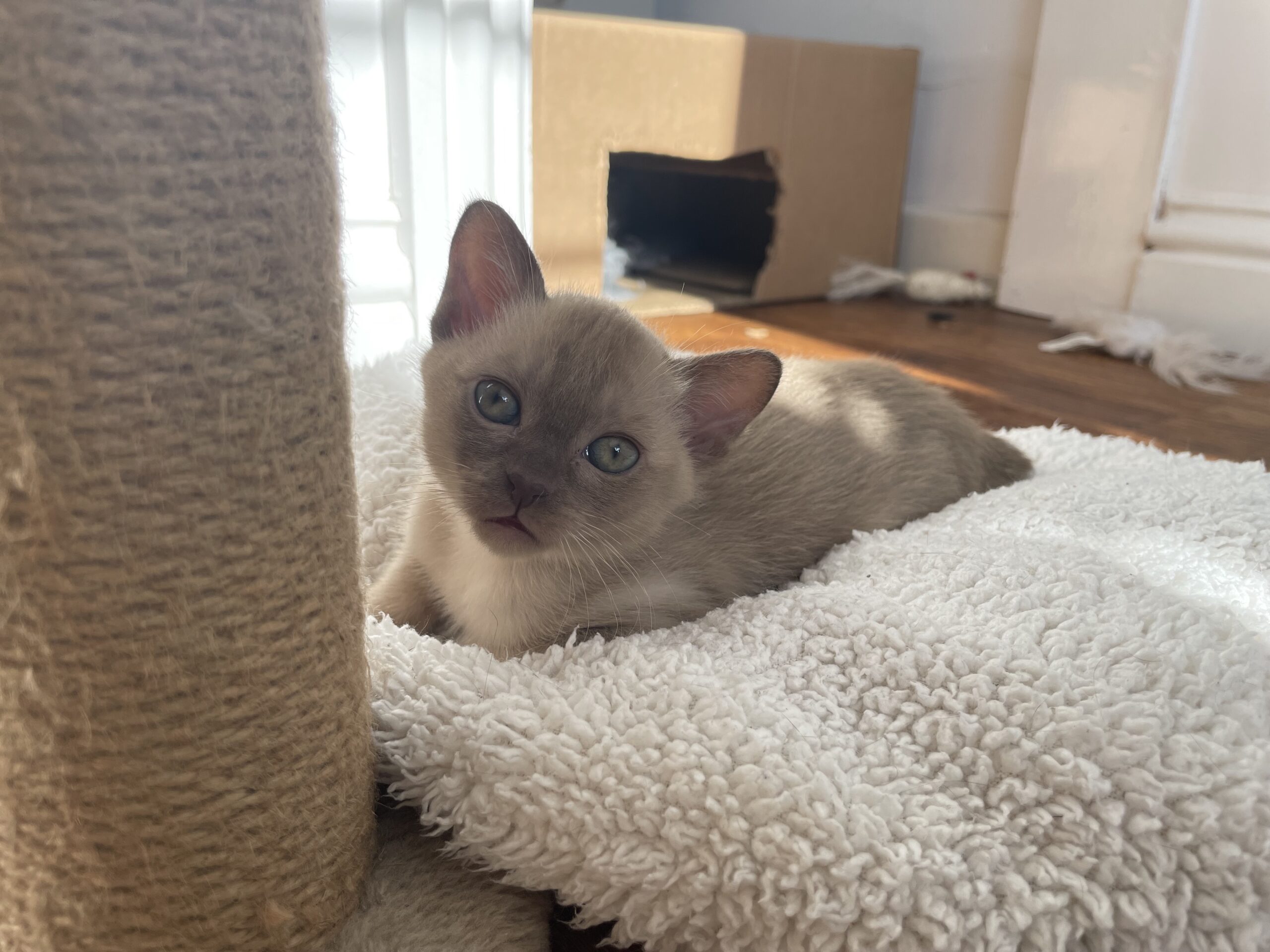 juliette-burmese-cat-club