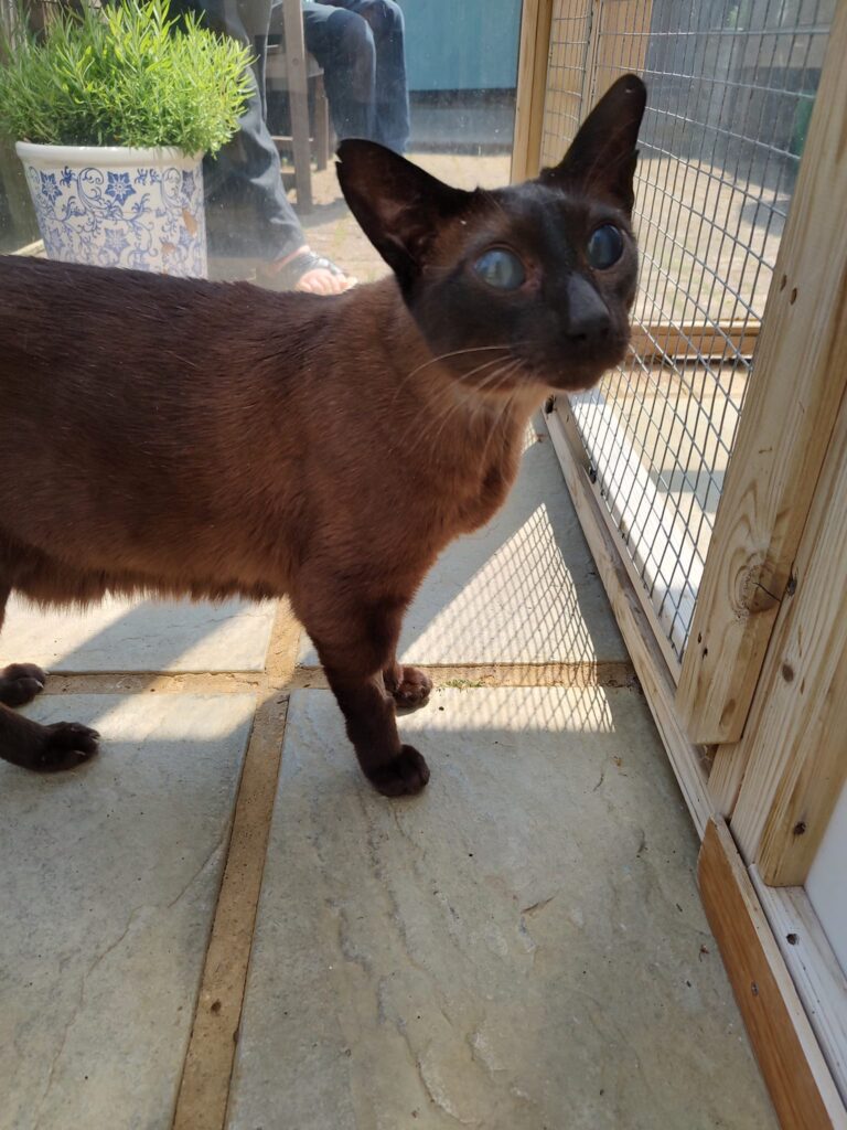 Rescue & Rehoming Burmese Cat Club