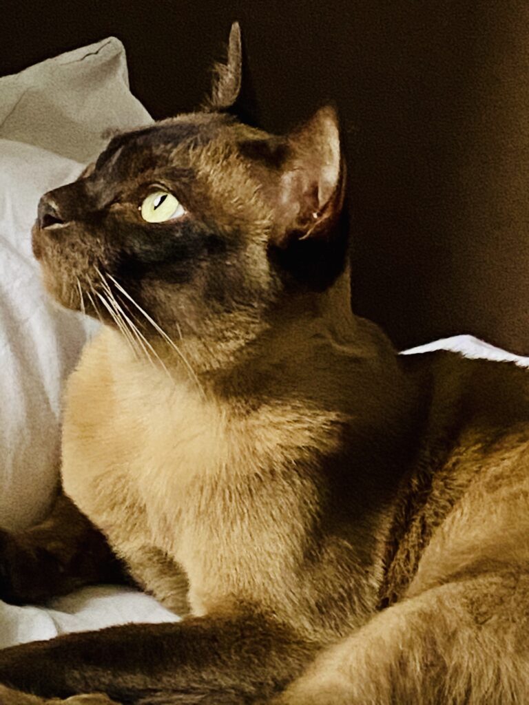 Rescue & Rehoming Burmese Cat Club