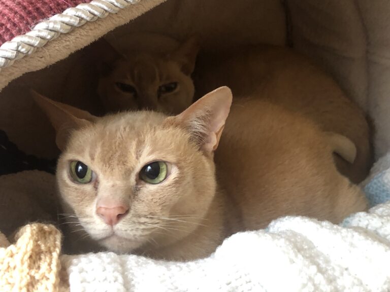 Rescue & Rehoming Burmese Cat Club